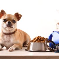 Food and accessories for walk, play and body care for the dog and chihuahua on wooden table white isolated background. Front view. Horizontal composition.